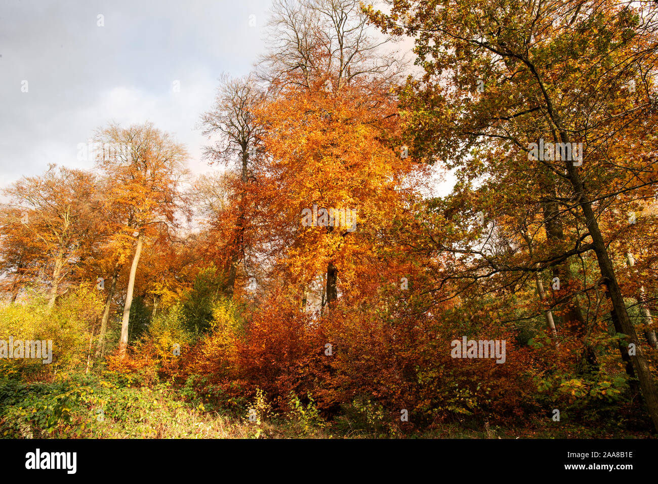 Sole autunnale in una foresta di faggio Foto Stock