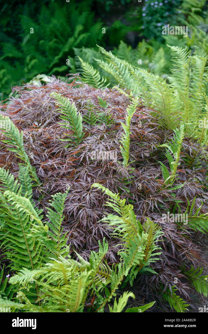 Roter Schlitz-Ahorn (Acer palmatum 'Garnet") Foto Stock