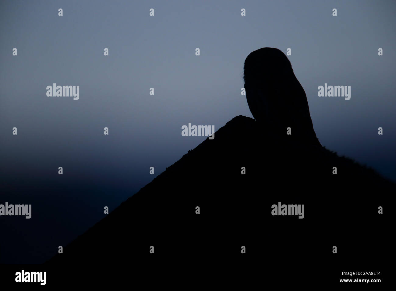 Gufo pigmeo eurasiatico (Glaucidium passerinum) all'ora blu, dopo il tramonto. Estonia, Europa. Foto Stock