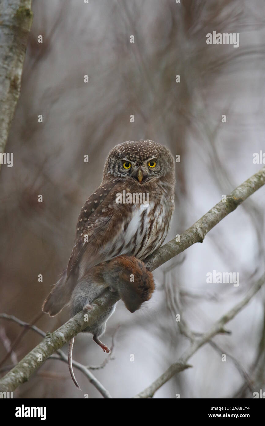 Gufo pigmeo eurasiatico (Glaucidium passerinum) con una banca vole Foto Stock