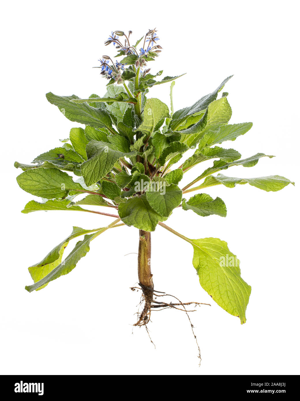 Pianta medicinale isolato su sfondo bianco: borragine o Starflower (borragine officinalis) tutta la fioritura di piante con stelo, foglie, fiori e radici Foto Stock
