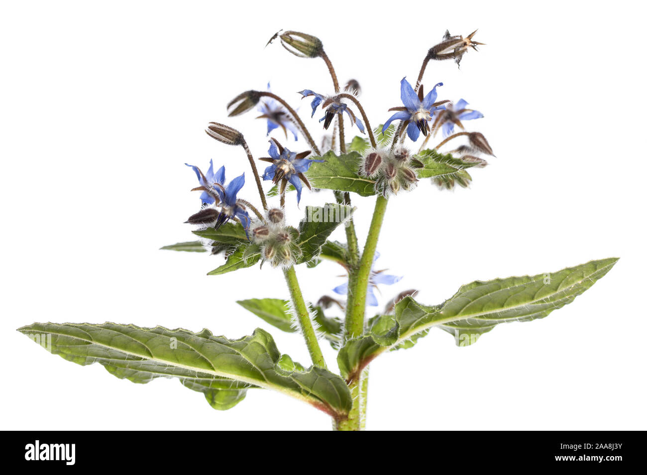 Pianta medicinale isolato su sfondo bianco: borragine o Starflower (borragine officinalis) con fiori, il gambo e le foglie in cui la parte inferiore del battente è Foto Stock