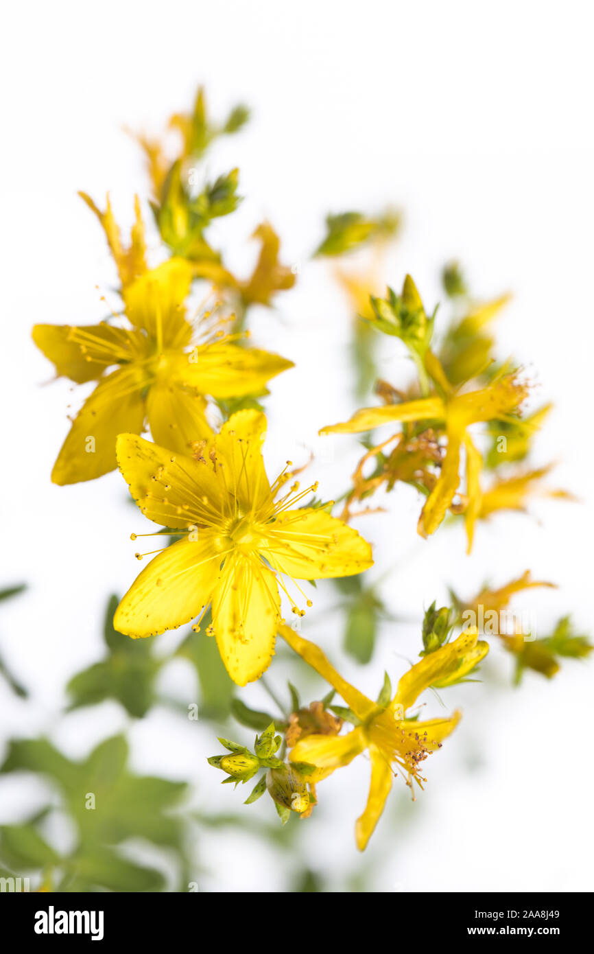 Pianta medicinale dal mio giardino: Hypericum perforatum ( perforare il St John's-wort ) fiori di colore giallo e verde foglie isolati su sfondo bianco dettaglio v Foto Stock
