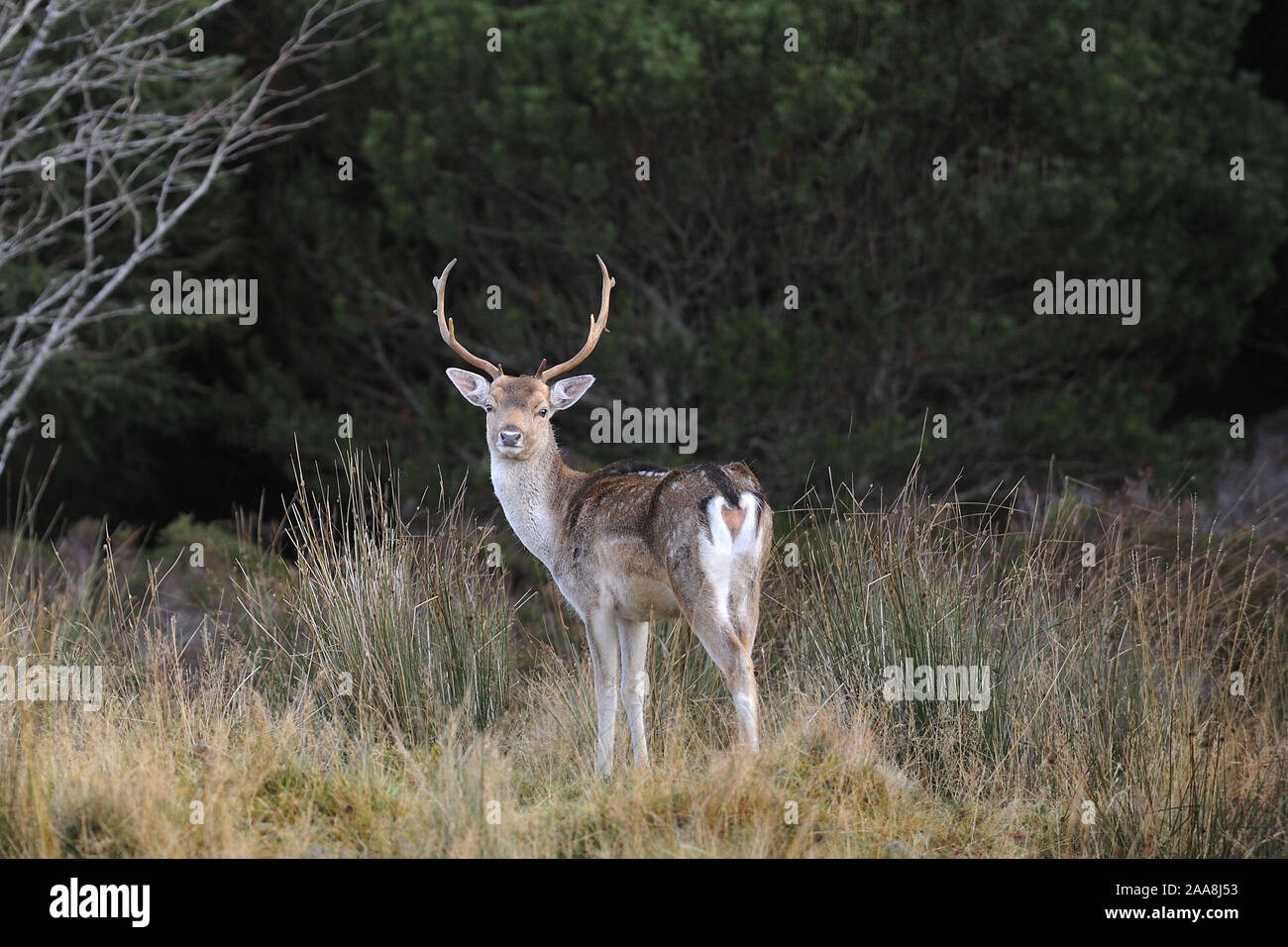 Daini nel bosco in Strath Tummel, Perthshire, Scotland, Regno Unito. Foto Stock