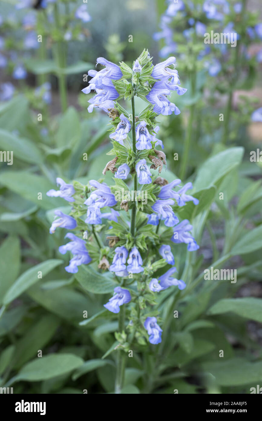 Close-up di blu fiore giardino comune salvia (Salvia officinalis) con molti fiori in primo piano e sullo sfondo all'aperto in giardino Foto Stock