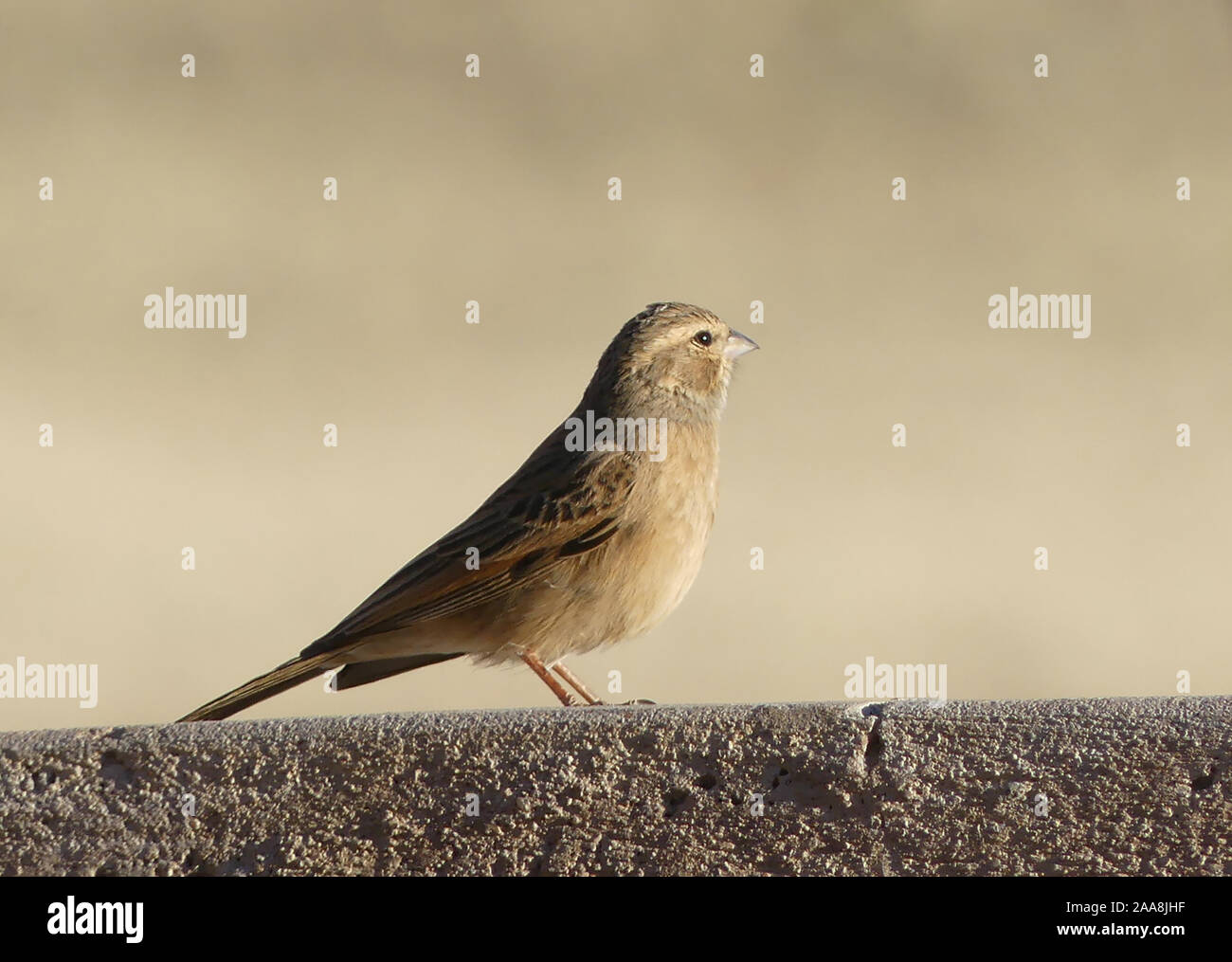 Capo Passero (femmina) Passer melanurus nel sud della Namibia. Foto: Tony Gale Foto Stock