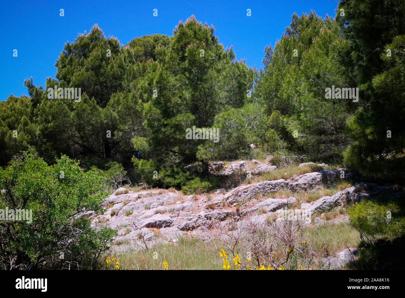 Ombrello o il cembro Pinus pinea in tipico litorale mediterraneo garrigue habitat Foto Stock