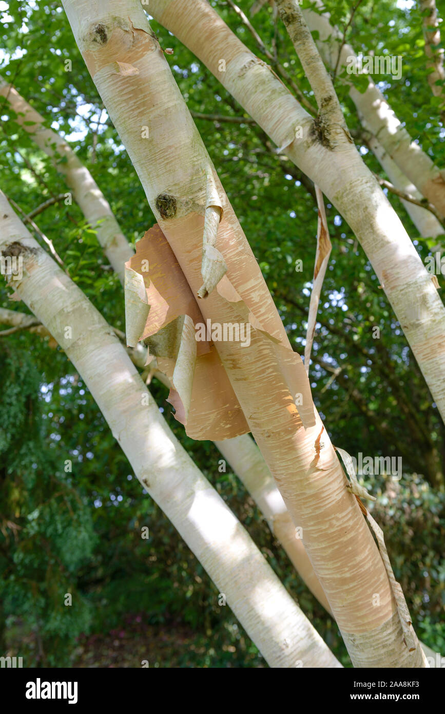 Gold-Birke (Betula ermanii 'Grayswood Hill') Foto Stock