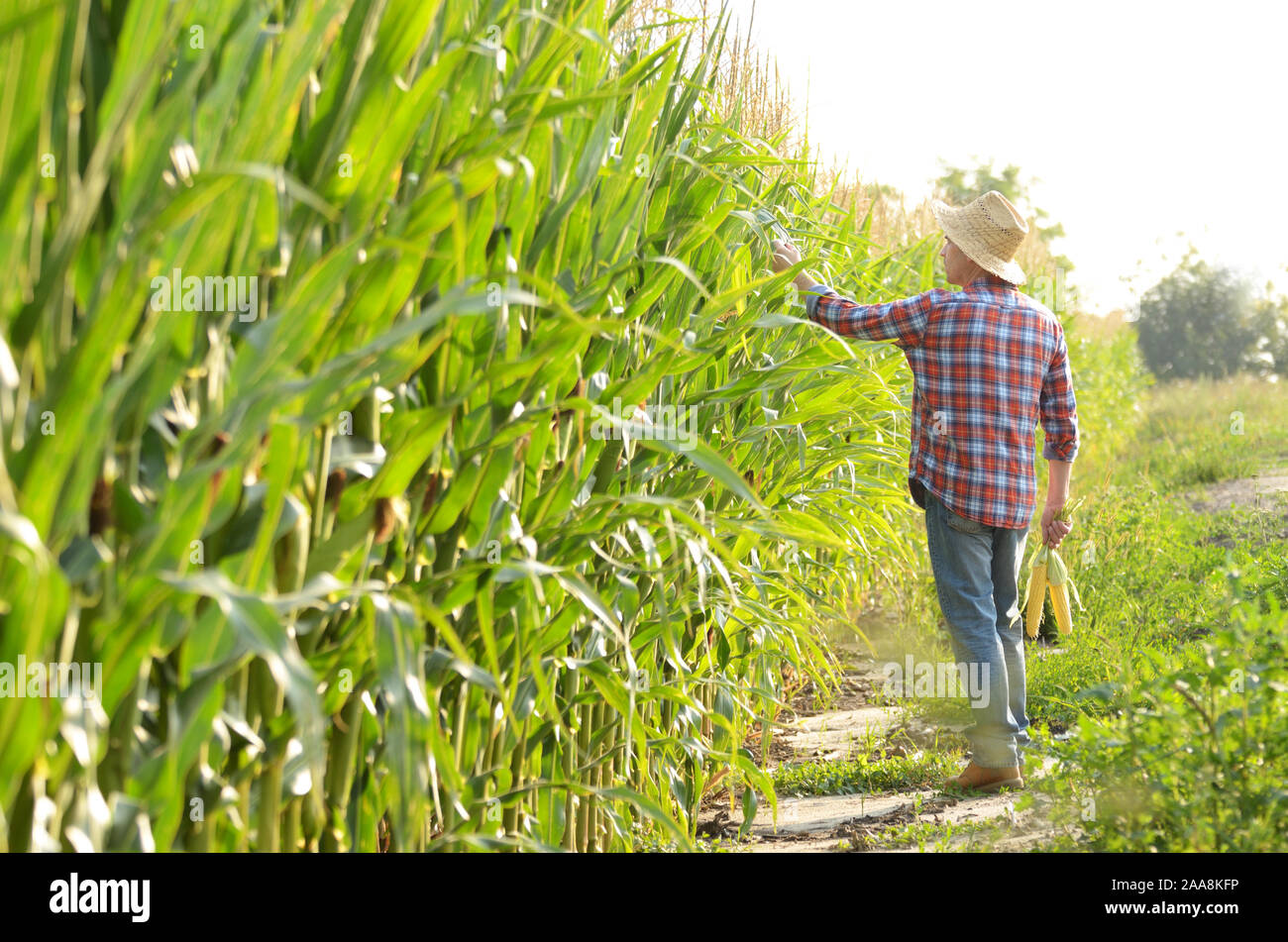 La mezza età caucasica lavoratore fattoria camminando lungo il granturco campo di mais per ispezione. Raccolto il concetto di cura Foto Stock