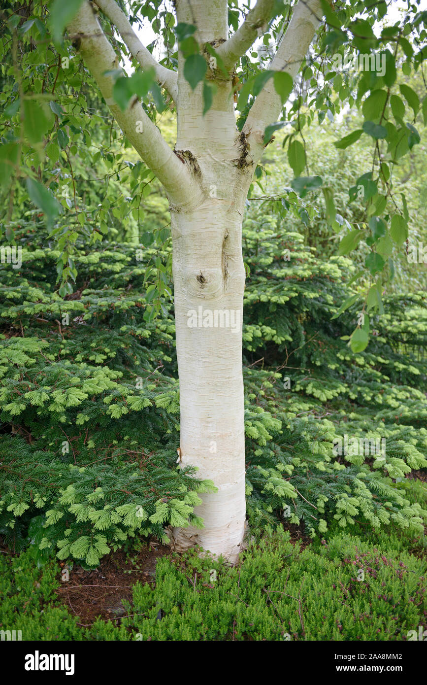 Himalaya-Birke (Betula utilis 'Grayswood fantasma') Foto Stock