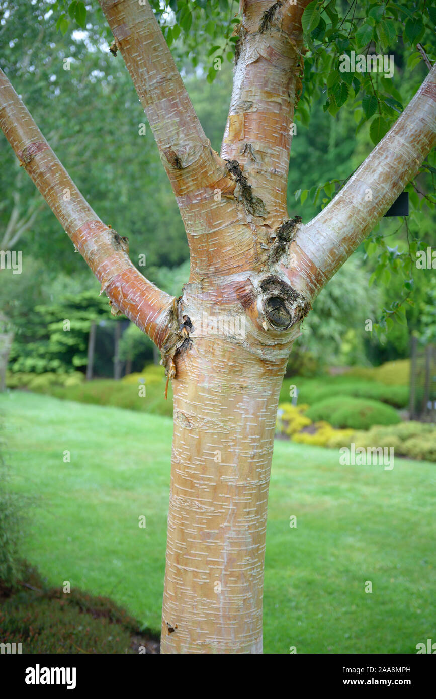 Weißrindige Himalaya-Birke (Betula utilis var. jacquemontii) Foto Stock