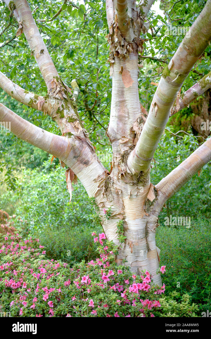 Weißrindige Himalaya-Birke (Betula utilis var. jacquemontii) Foto Stock