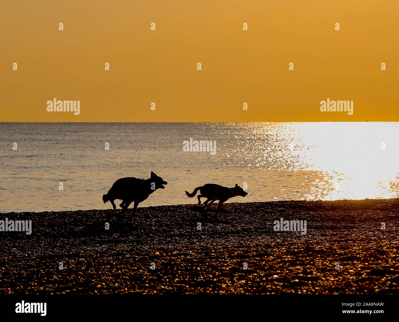 Silhouette di due cani al tramonto Foto Stock