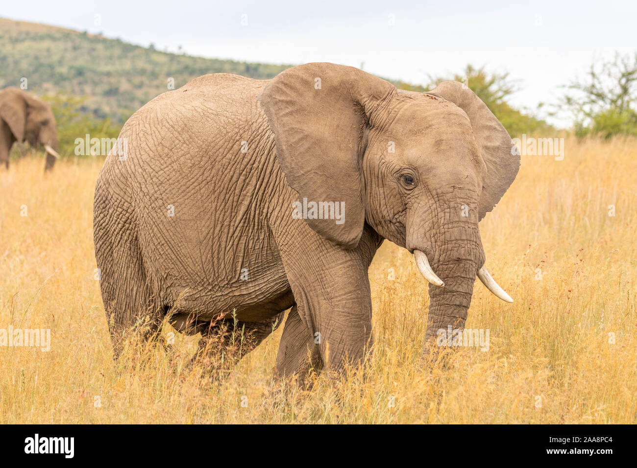 Elephant ( Loxodonta africana) passeggiate attraverso i prati, Parco Nazionale di Pilanesberg, Sud Africa. Foto Stock