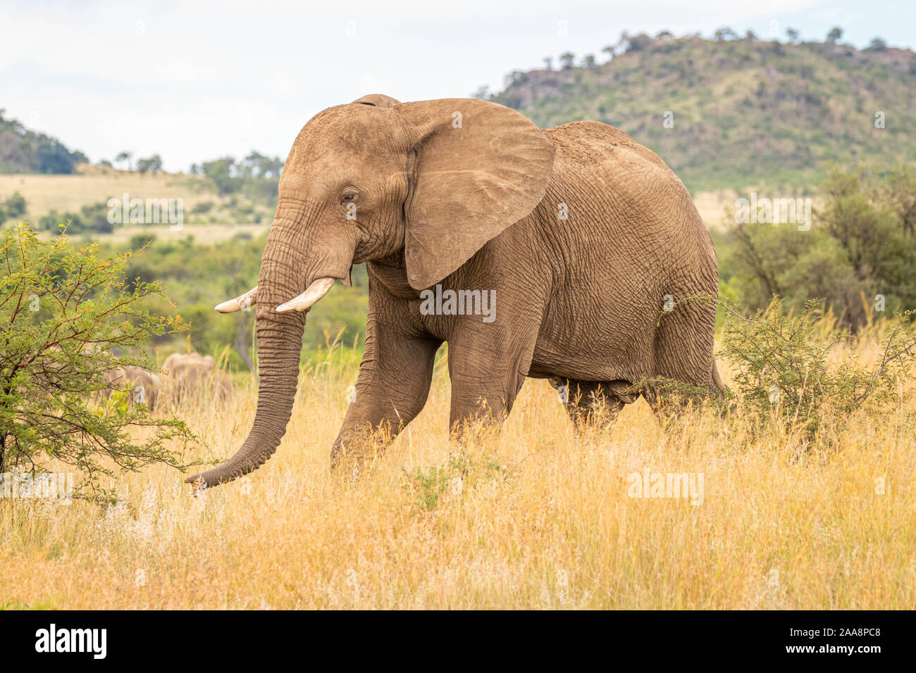 Elephant ( Loxodonta africana) passeggiate attraverso i prati, Parco Nazionale di Pilanesberg, Sud Africa. Foto Stock