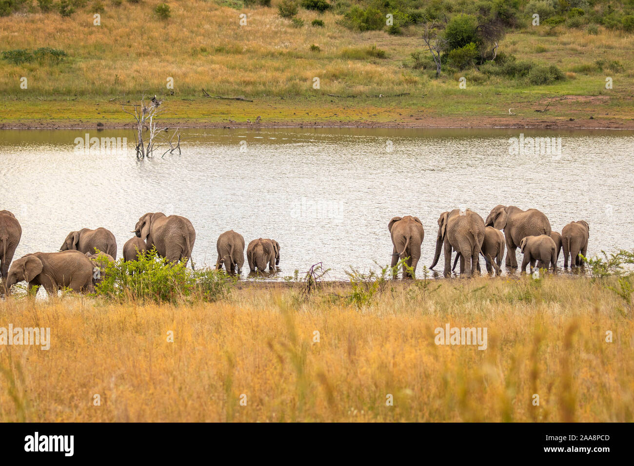 Famiglia di elefanti africani a bere un waterhole, Parco Nazionale di Pilanesberg, Sud Africa. Foto Stock