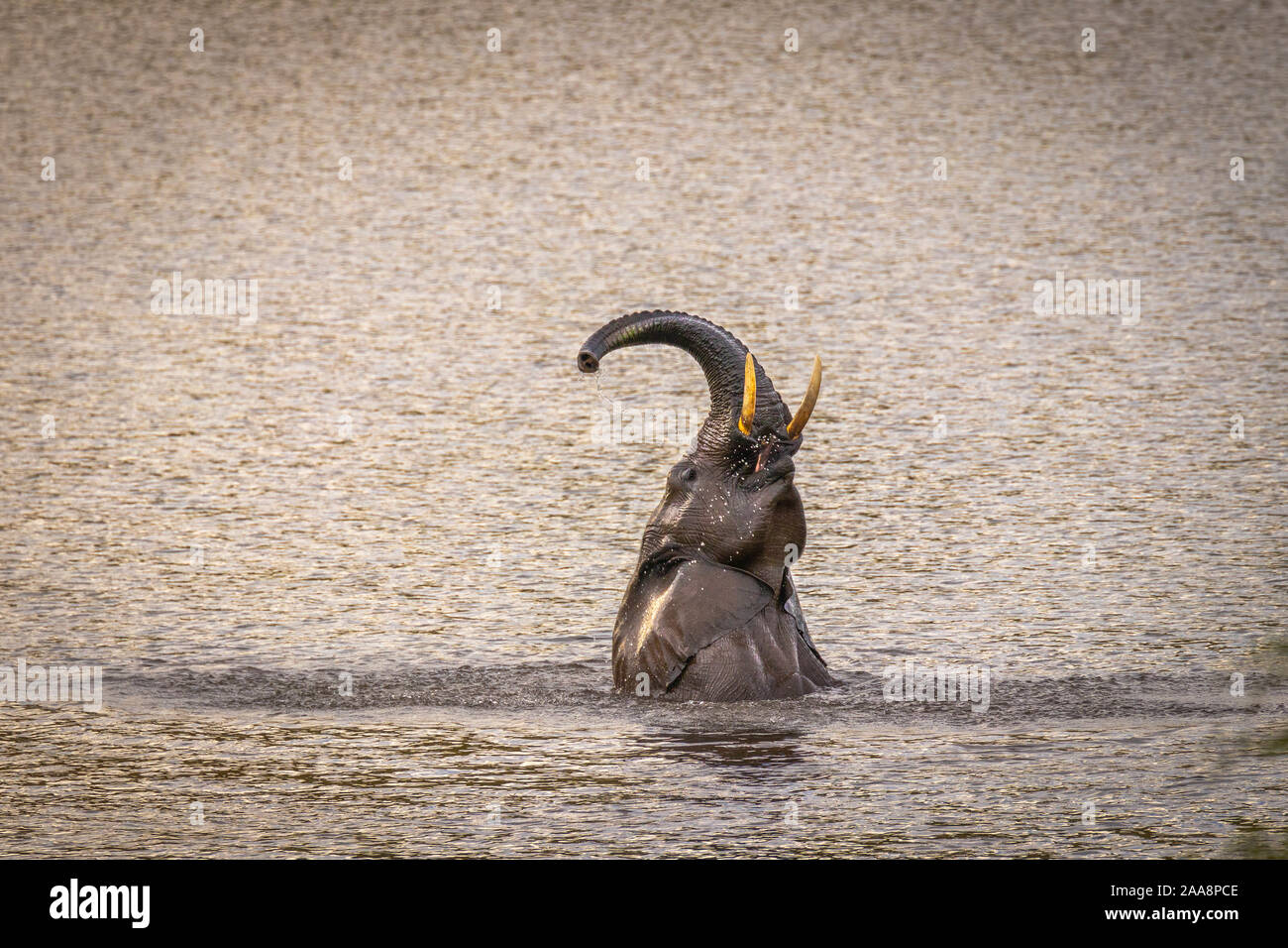 Elephant ( Loxodonta africana) in piedi in acqua e la riproduzione e staying cool, il Parco Nazionale di Pilanesberg, Sud Africa. Foto Stock