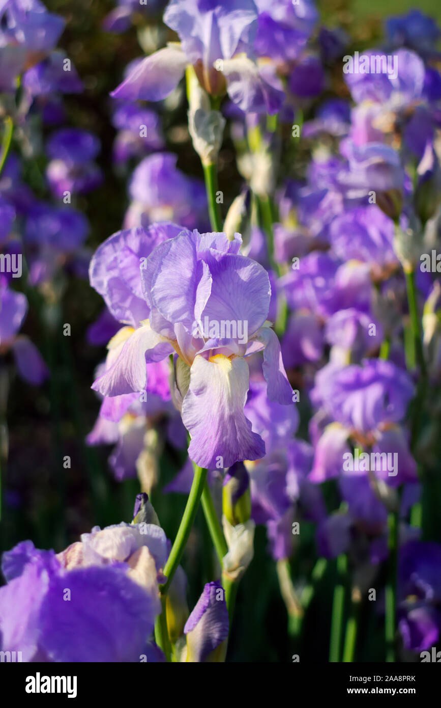 Iris pallida Foto Stock