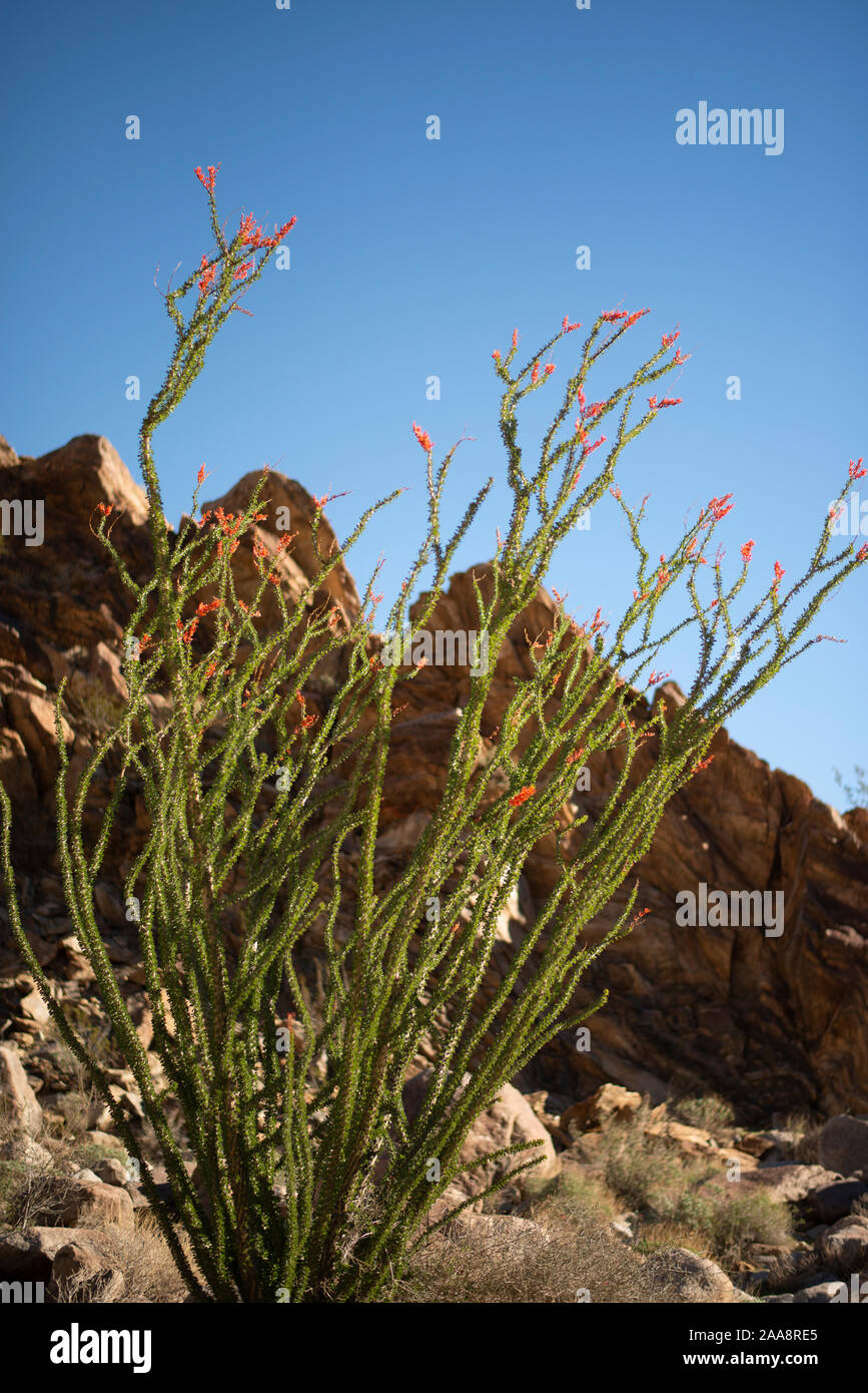 Ocotillo fiori rossi nelle montagne del deserto Foto Stock