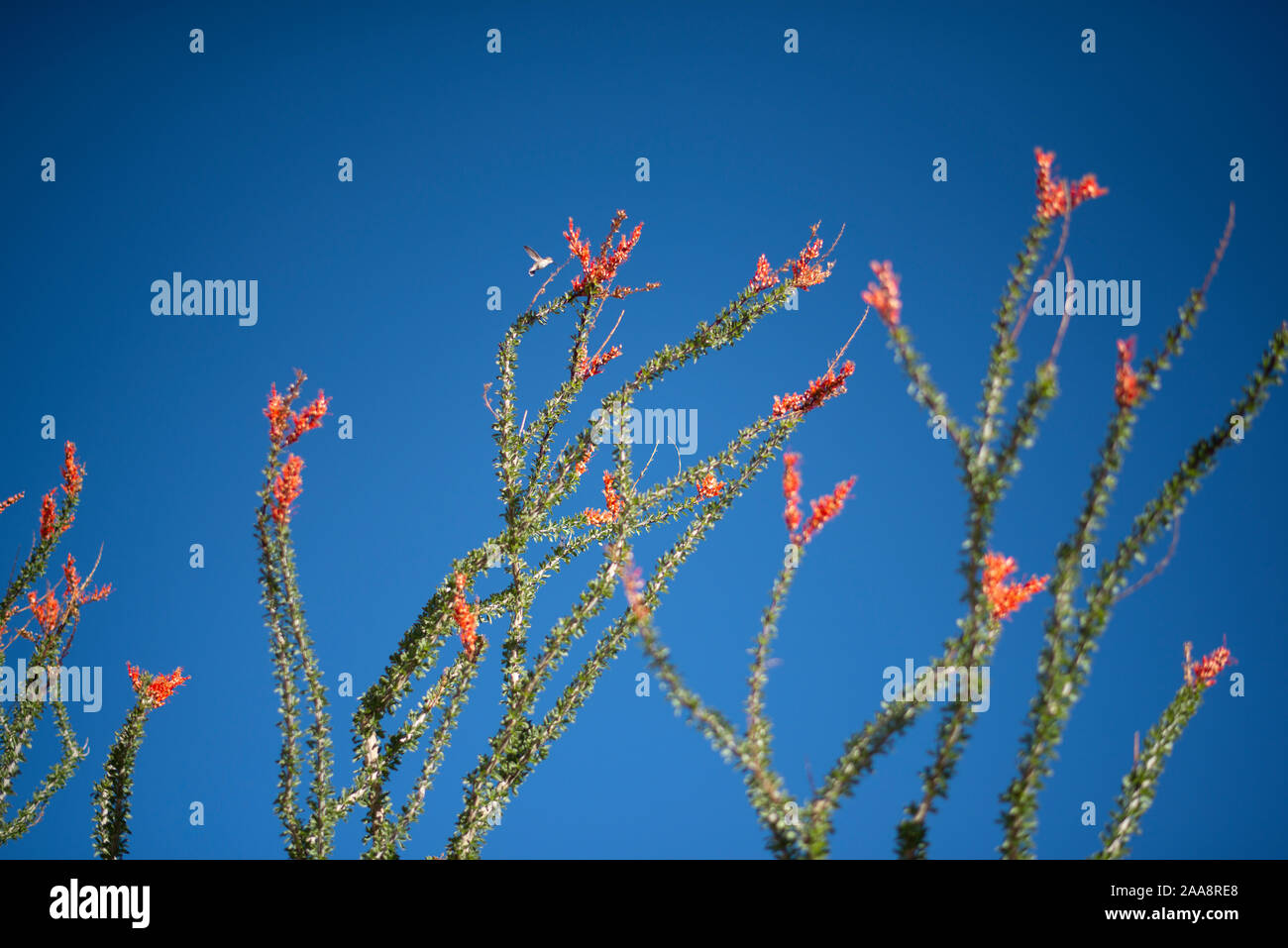 Ronzio di alimentazione di uccelli su ocotillo fiori di colore rosso con vivid blue sky. Foto Stock