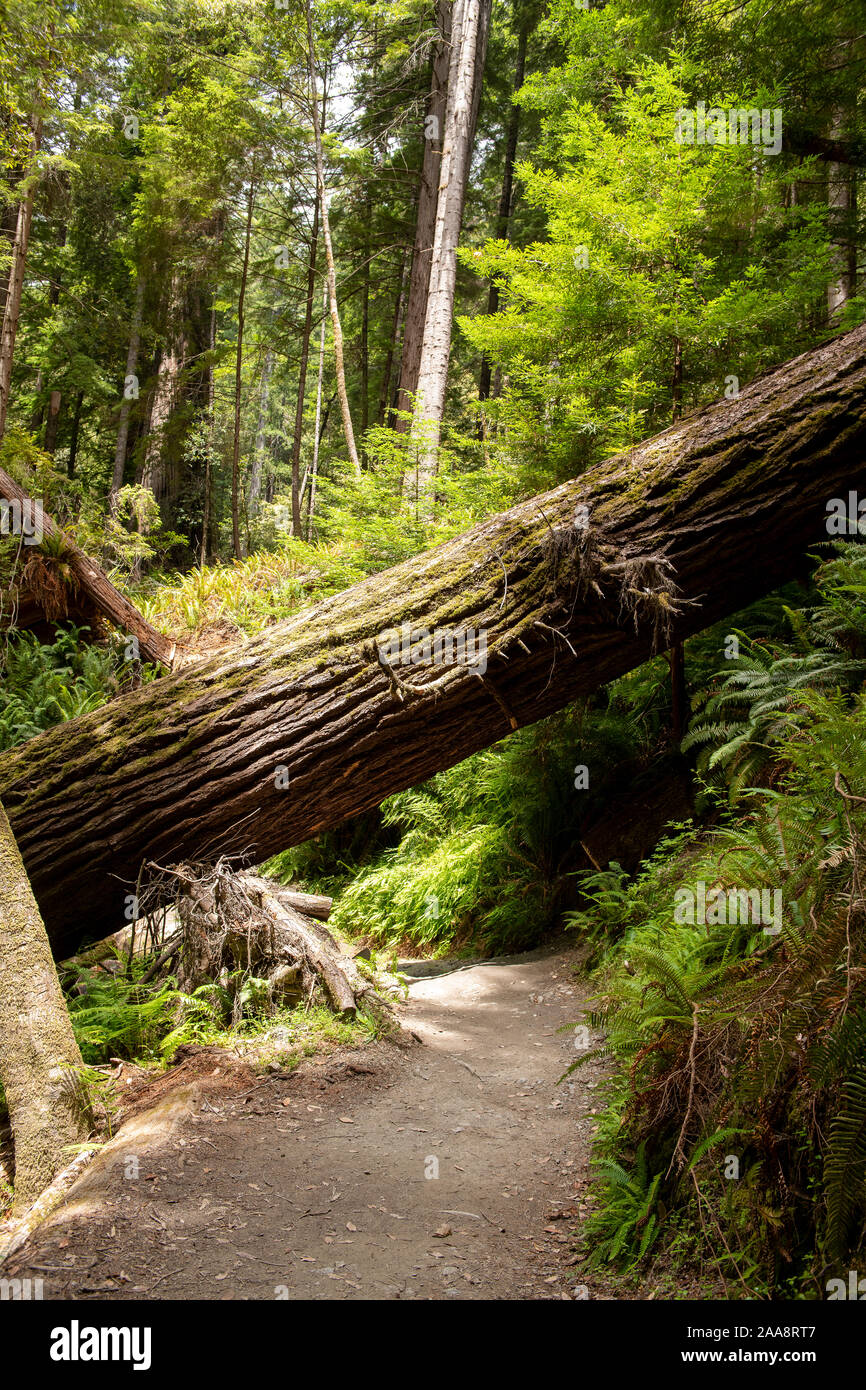 Sequoia gigante caduto tra gli alti alberi Grove trail Foto Stock