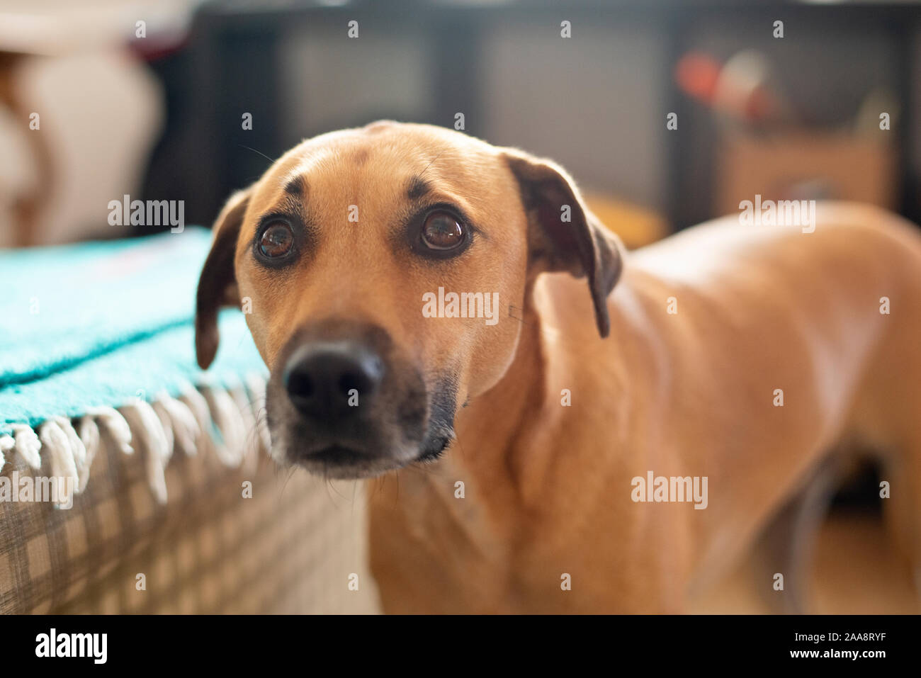 Triste, colpevole Cerca cani con orecchie pendenti e big brown cucciolo di cane per occhi Foto Stock