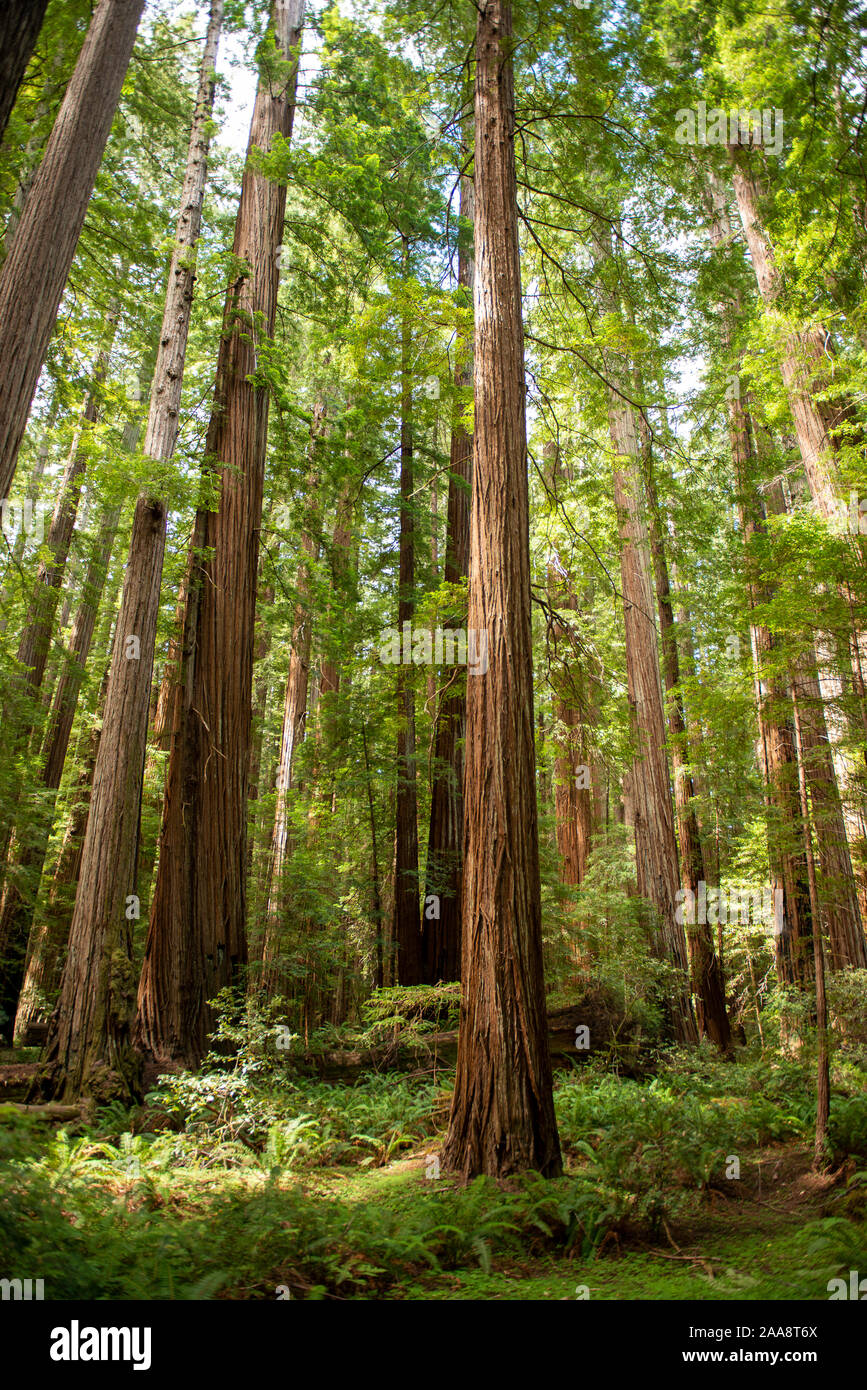 Alberi di Sequoia in Humboldt Redwoods State Park, California Foto Stock