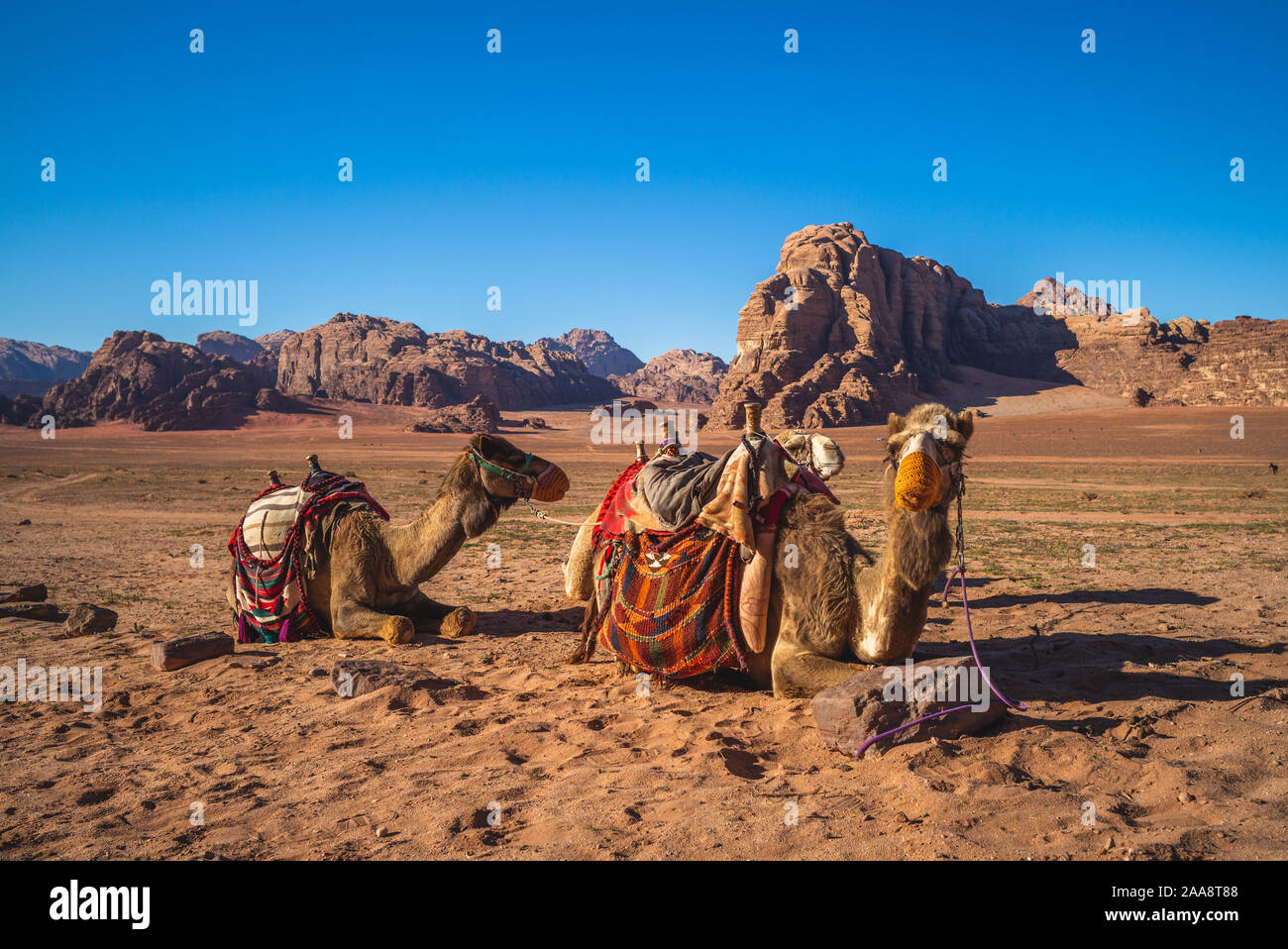 Camel nel Wadi Rum desert, Giordania Meridionale Foto Stock
