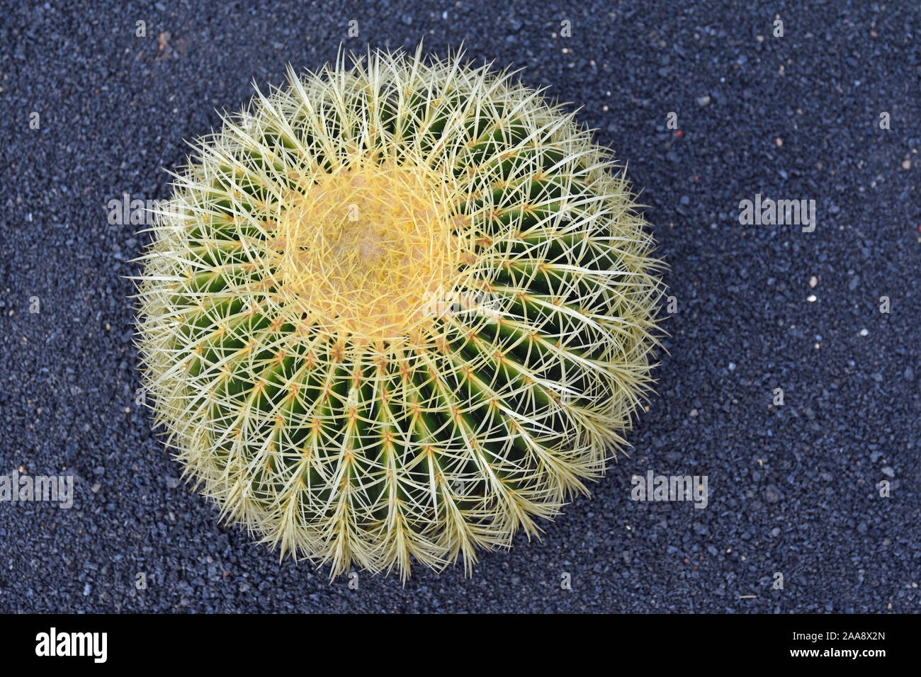 Unico Echinocactus Grusonii pianta di cactus Foto Stock