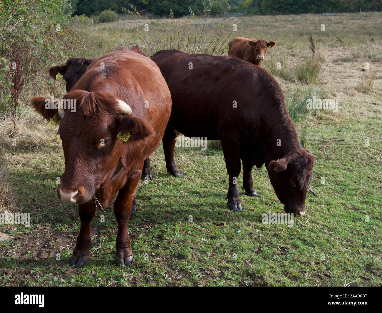 Dexter il pascolo di bestiame in un prato Foto Stock