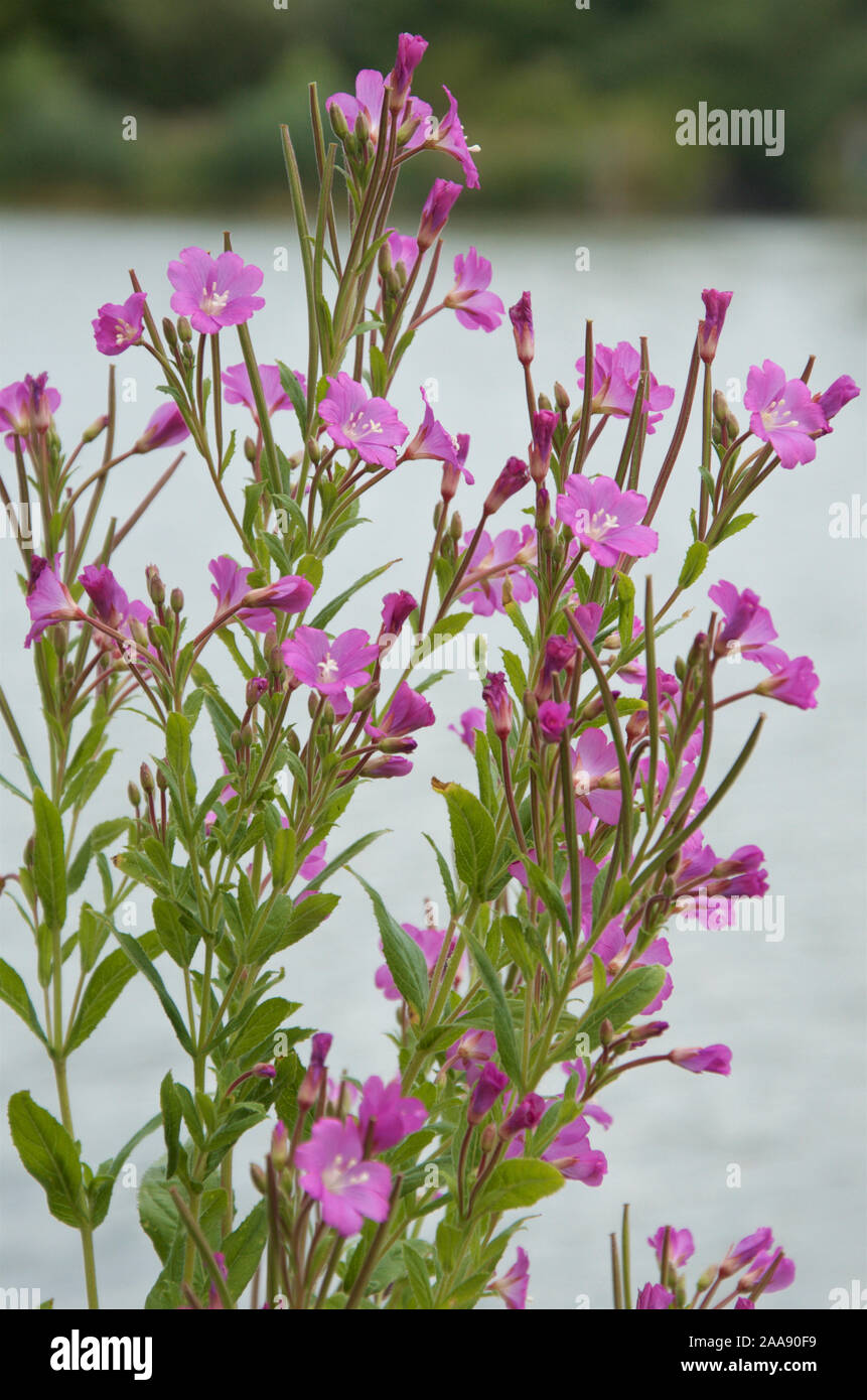 Grande Willowherb sulle rive di un lago. Foto Stock