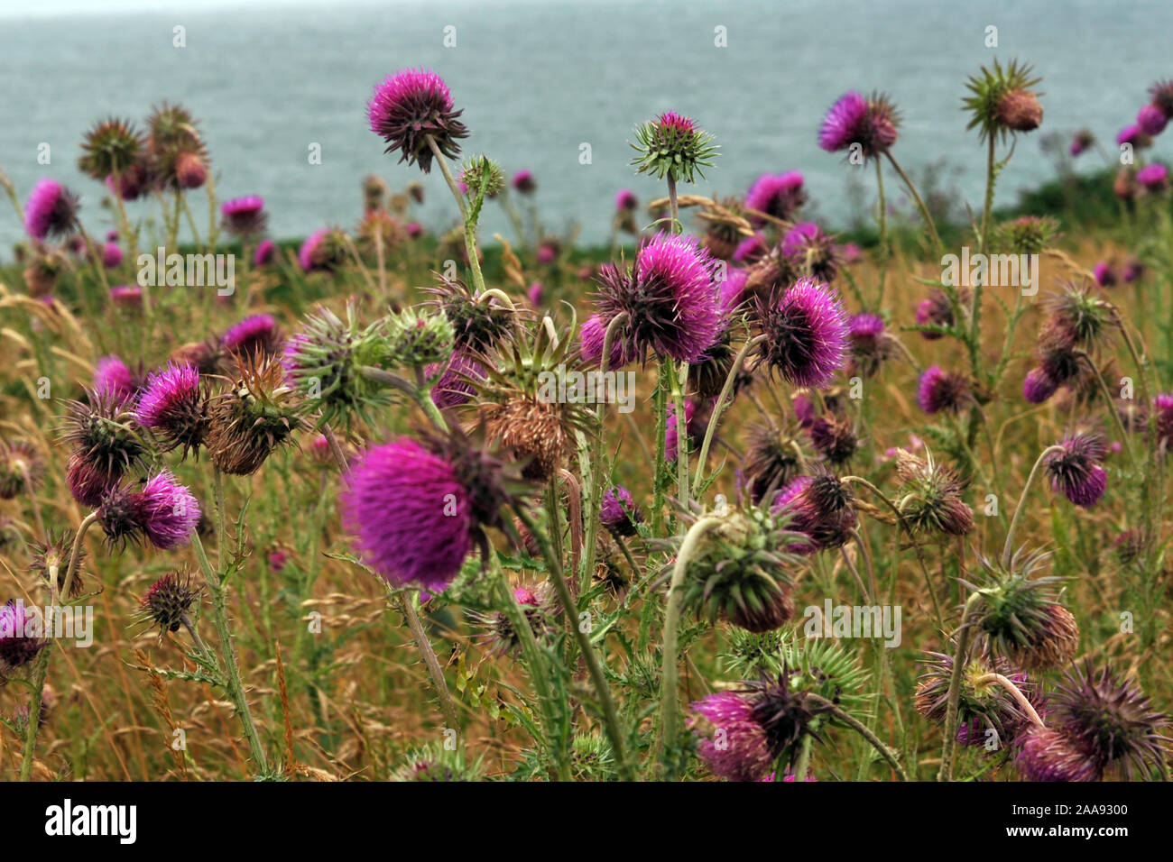 Annuendo Thistle o Musk Thistle - Carduus Nutans, fiori viola su un campo costiero che si affaccia sul mare Foto Stock
