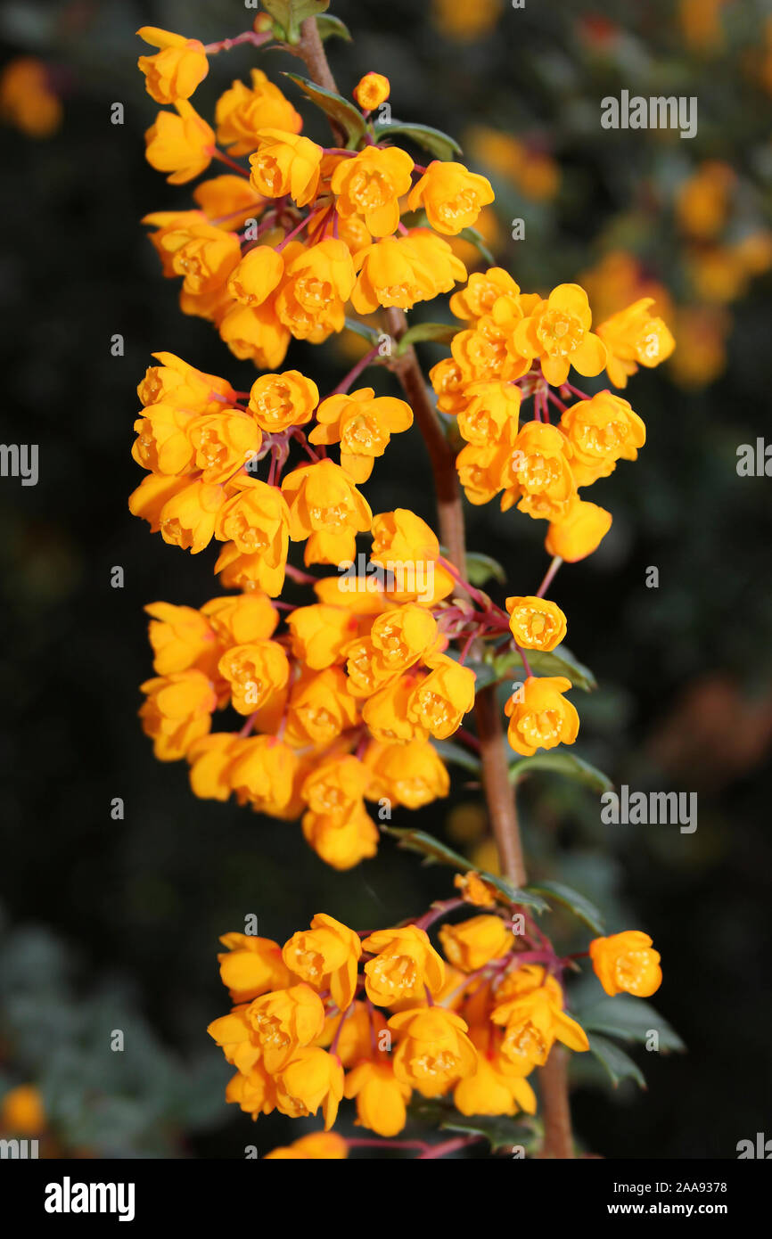Darwin's crespino Berberis darwinii Foto Stock