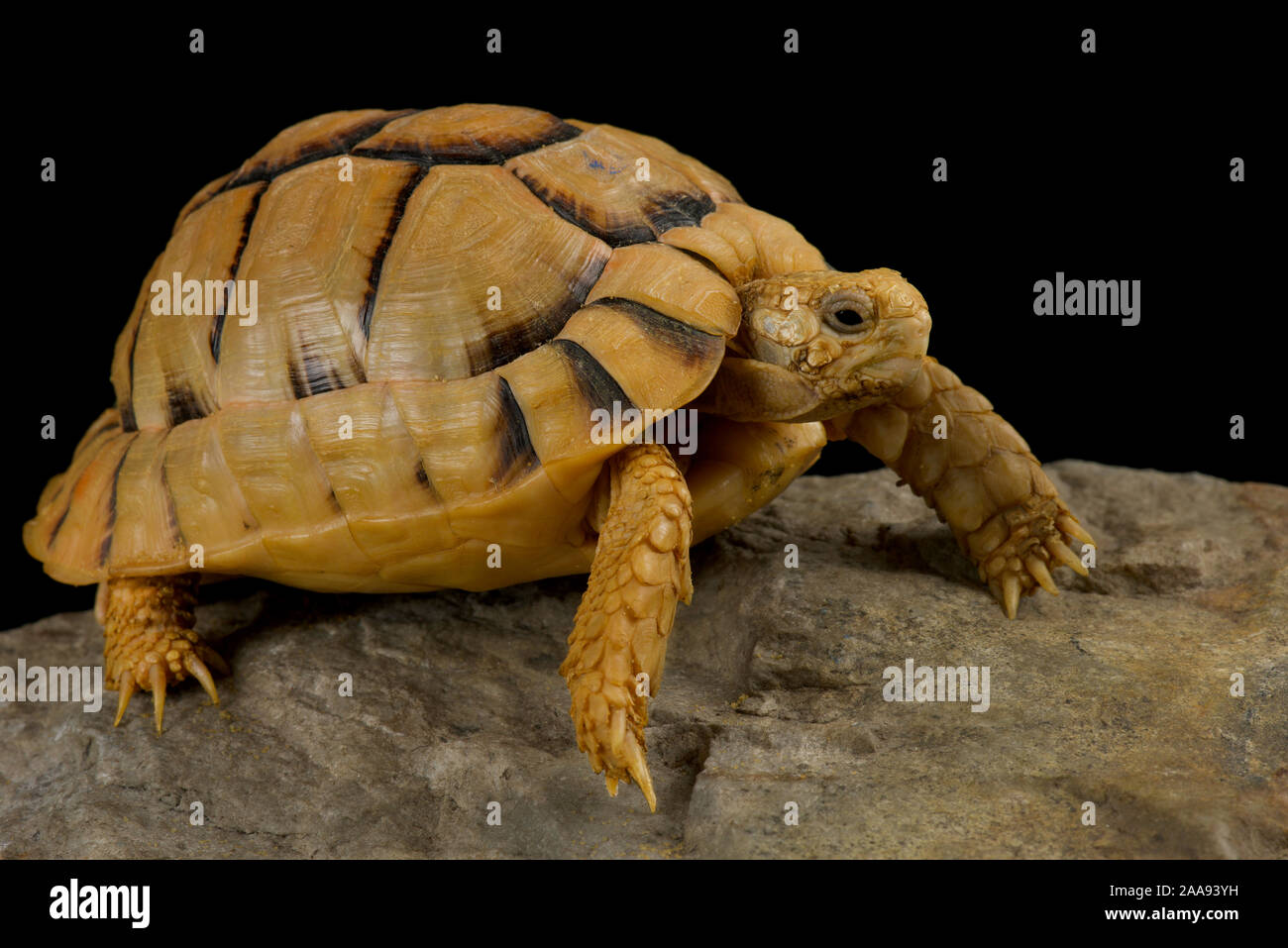 Kleinmann la tartaruga (Testudo kleinmanni) Foto Stock