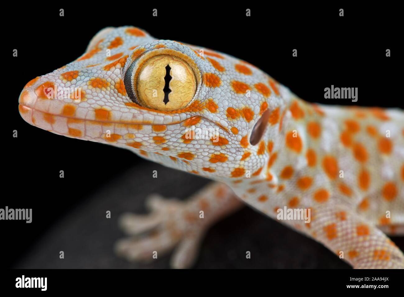 Tokeh (Gekko gecko) Foto Stock