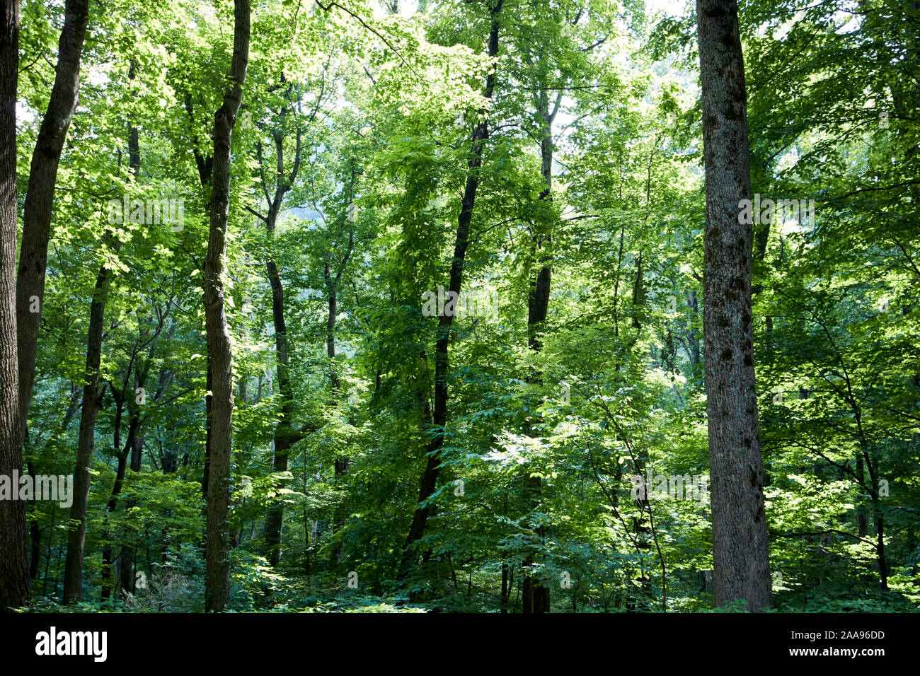 Alberi e albero canopy nel parco nazionale di Great Smoky mountains usa Foto Stock