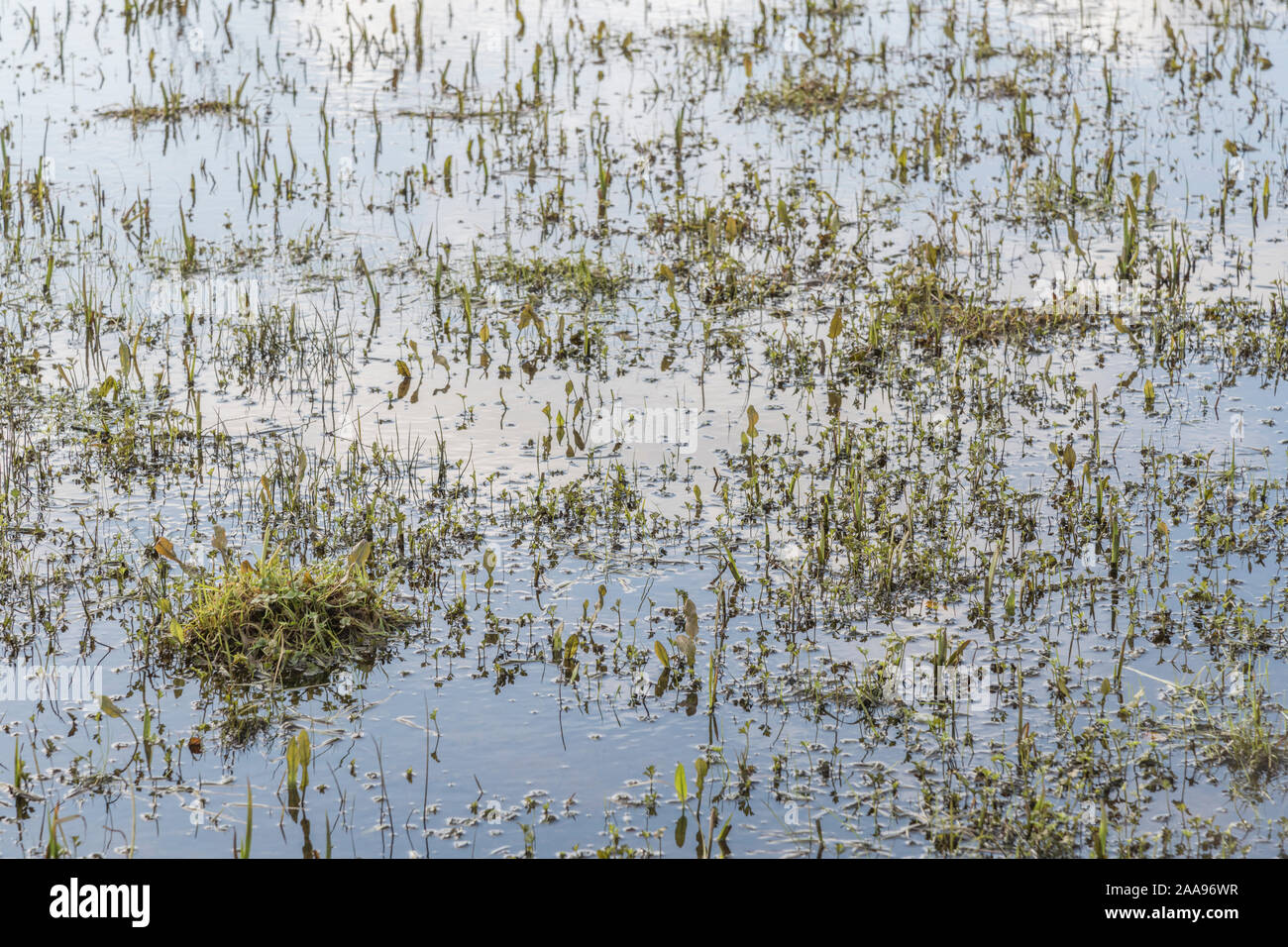 Acqua campo inondato & Juncus Rush Juncus effusus ciuffi e altre piante infestanti. Metafora 'drain la palude' forse sopraffatto, primavera / inverno inondazioni. Foto Stock