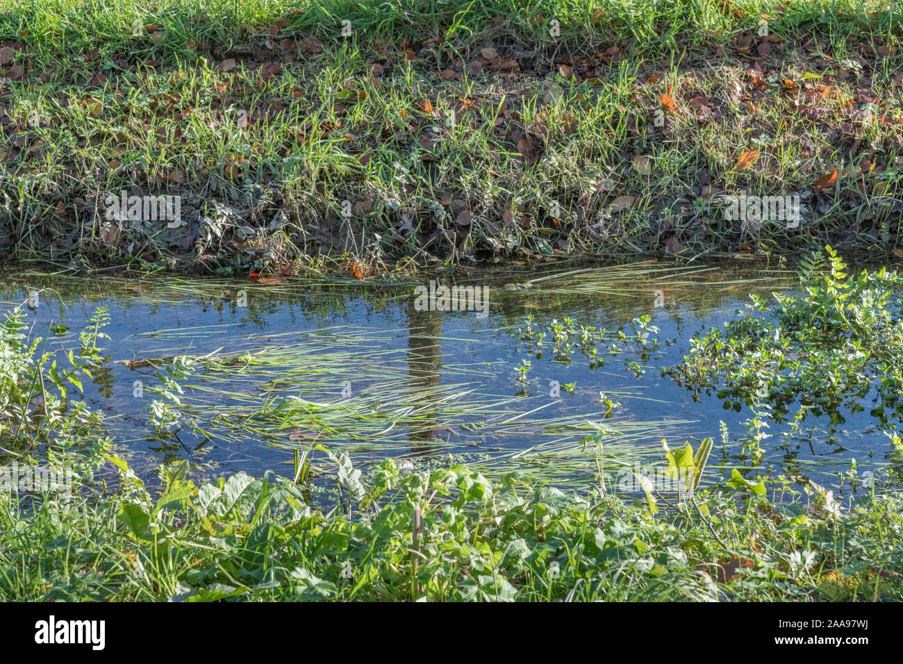 Campo fossa di scolo nella luce del sole, ma inondati da piogge invernali Visibili le erbe infestanti includono Brooklime / Veronica beccabunga (che è commestibile). Foto Stock
