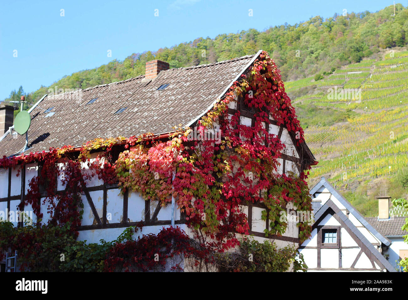Muro di casa piena di fiori a Bonn in Germania Foto stock - Alamy