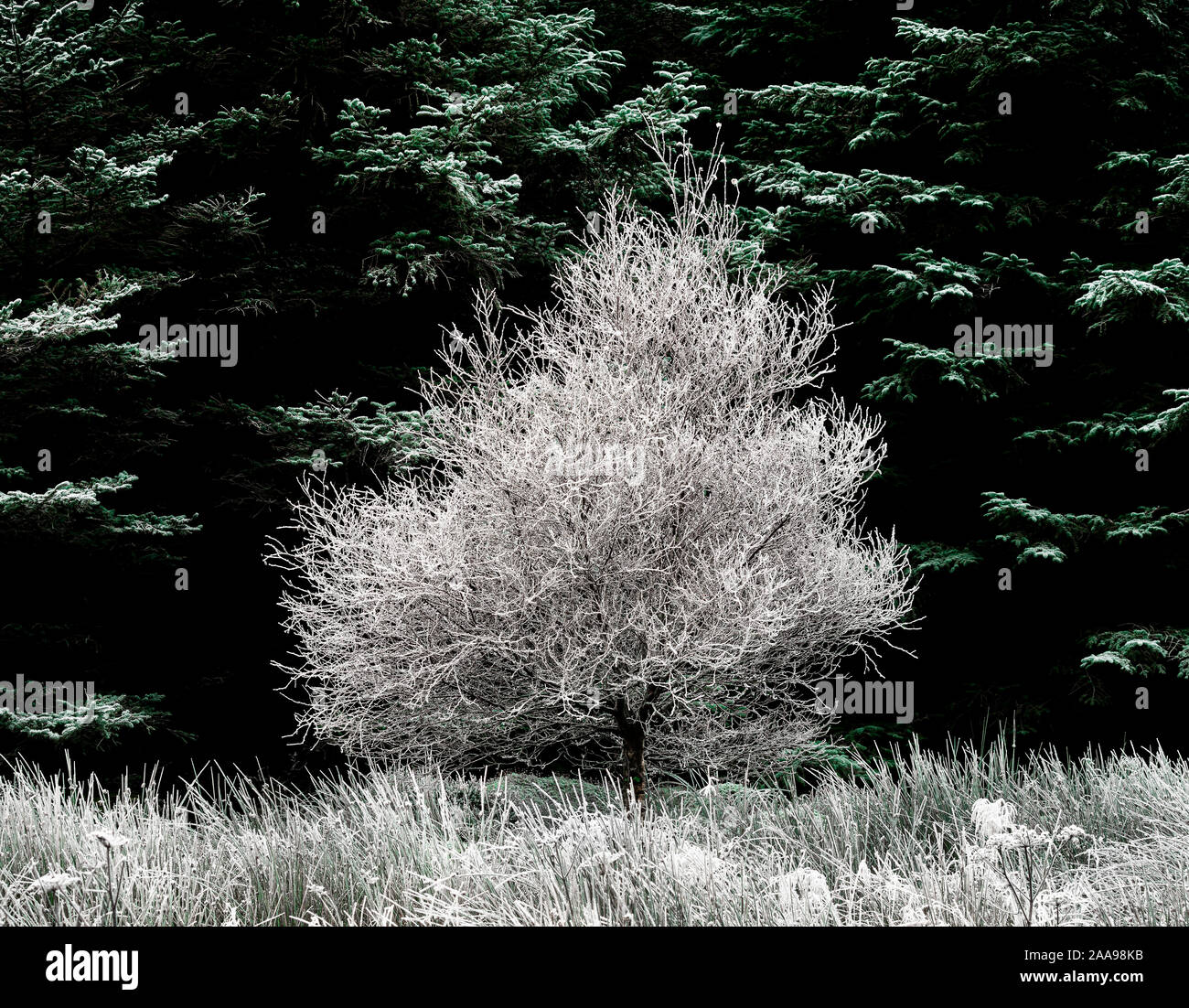 Winter Wonderland su Whinlatter passano in Cumbria. Foto Stock