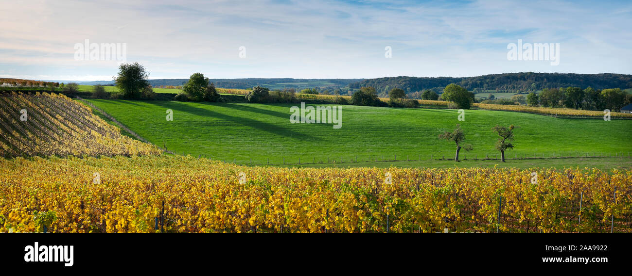 Autunno viniyards e il paesaggio rurale nella provincia olandese del Limburgo meridionale sulla giornata di sole Foto Stock