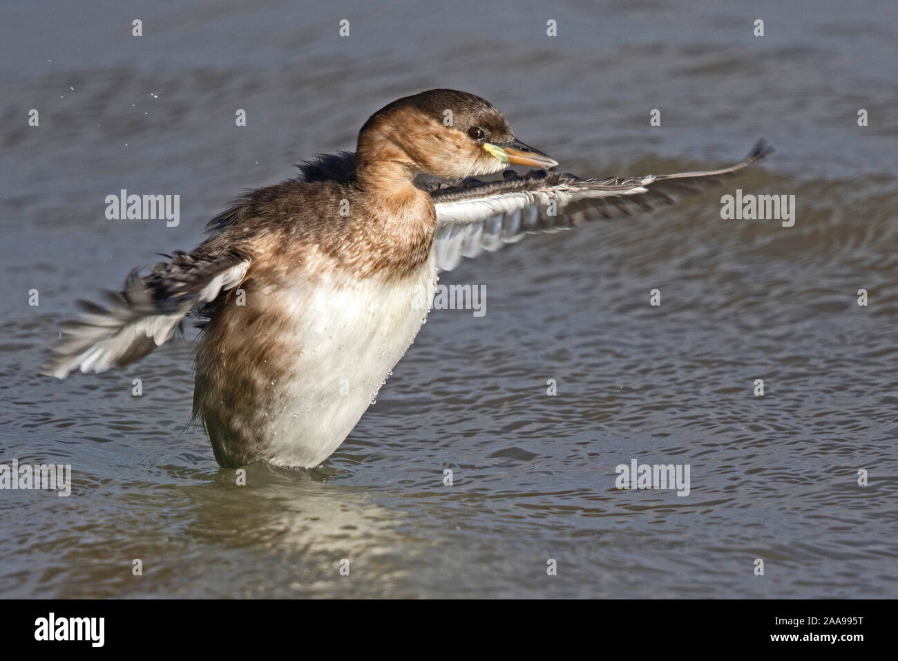 Tuffetto Tachybaptus ruficollis, adulto in livrea invernale Foto Stock