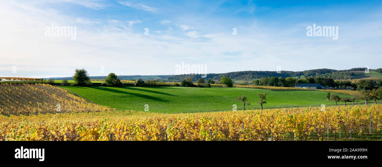 Autunno viniyards e il paesaggio rurale nella provincia olandese del Limburgo meridionale sulla giornata di sole Foto Stock