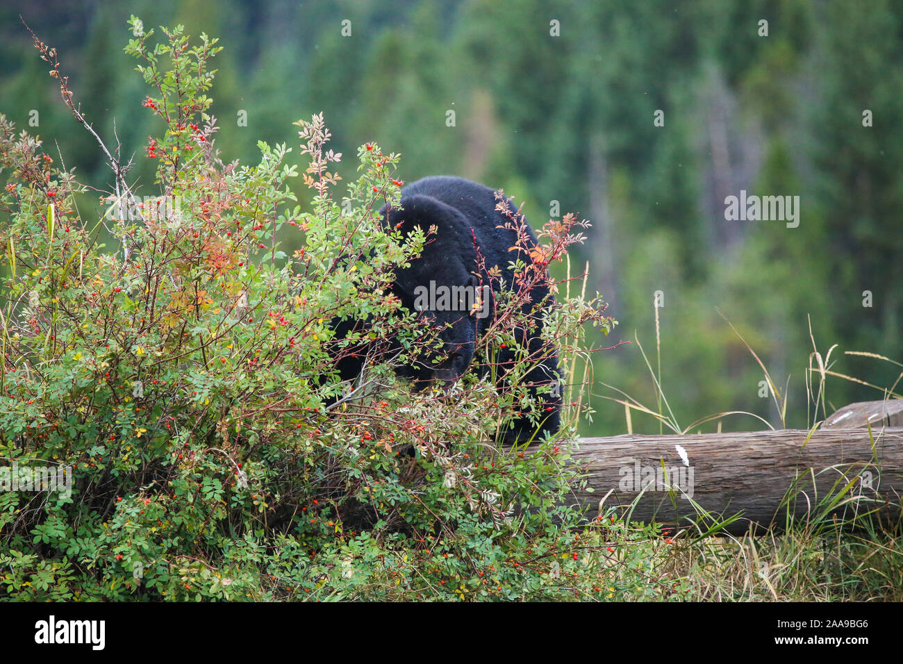 Black Bear nascondere dietro una bacca bush sulla parte superiore di un log nel Parco Nazionale di Yellowstone, Wyoming Foto Stock