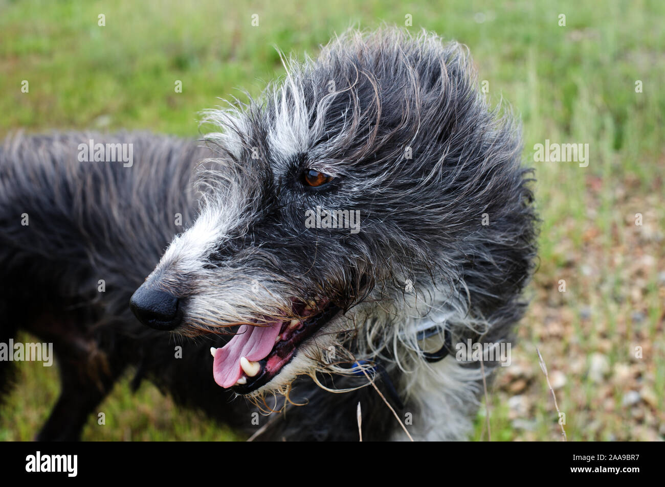 Croce Deerhound cane Foto Stock