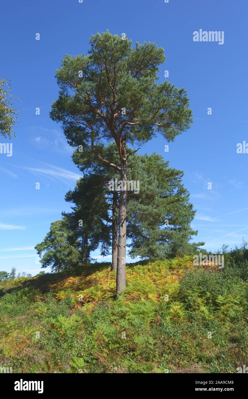 Coppia di pino silvestre (Pinus sylvestris) con fine stagione bracken ruotando il colore sulla brughiera a Snelsmore comune, Newbury, Settembre Foto Stock
