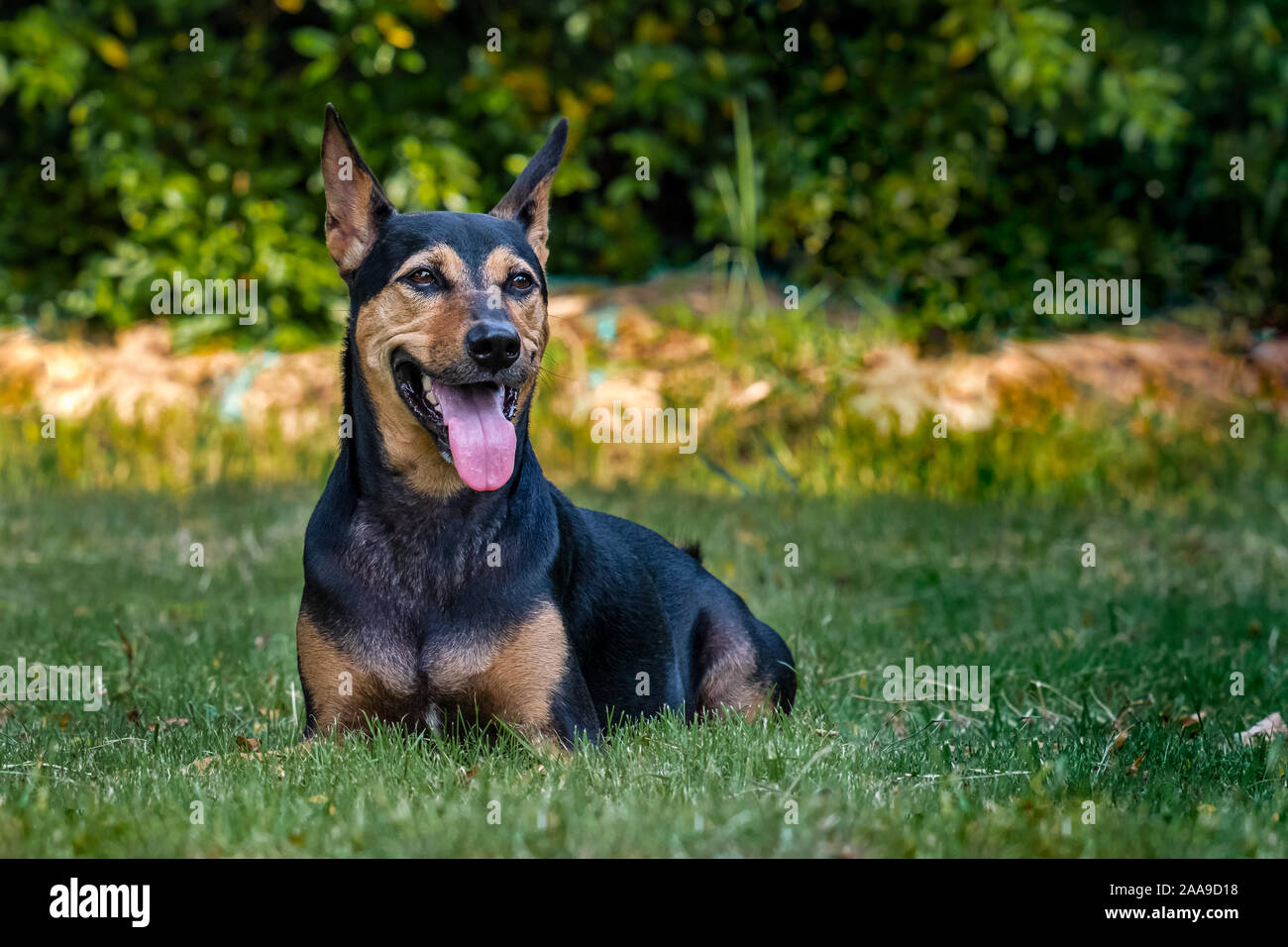 Cagnaccio randagio salvato cane tailandese di riposo in giardino Foto Stock