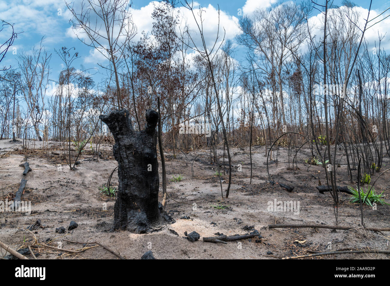 Gli alberi si trasformarono in carbone il giorno di sole dopo il fuoco che bruciò nella deforestazione nella foresta pluviale amazzonica, Para, Brasile. Concetto di agricoltura ambientale Foto Stock