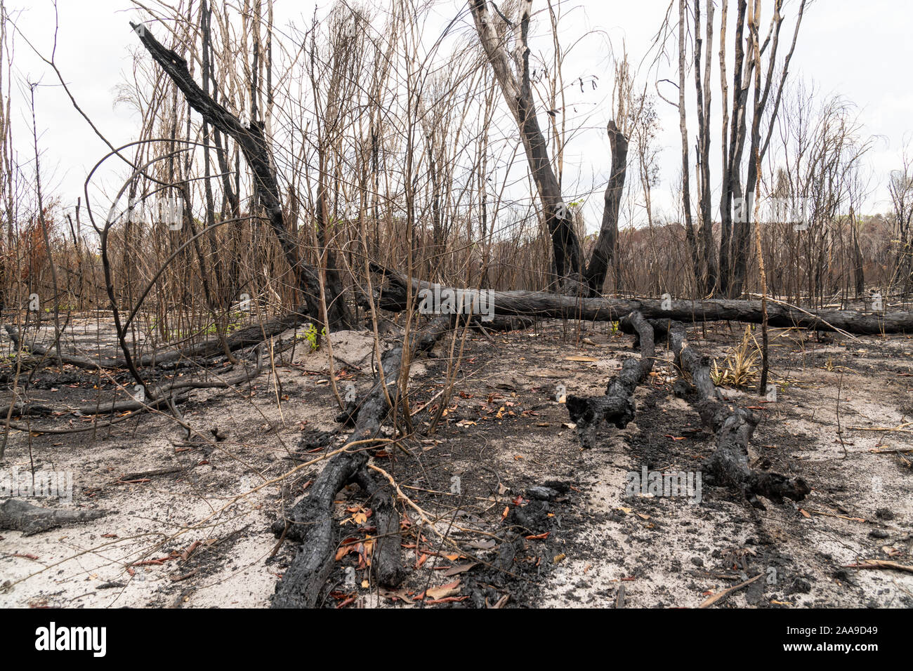 Gli alberi si trasformarono in carbone il giorno di sole dopo il fuoco che bruciò nella deforestazione nella foresta pluviale amazzonica, Para, Brasile. Concetto di agricoltura ambientale Foto Stock
