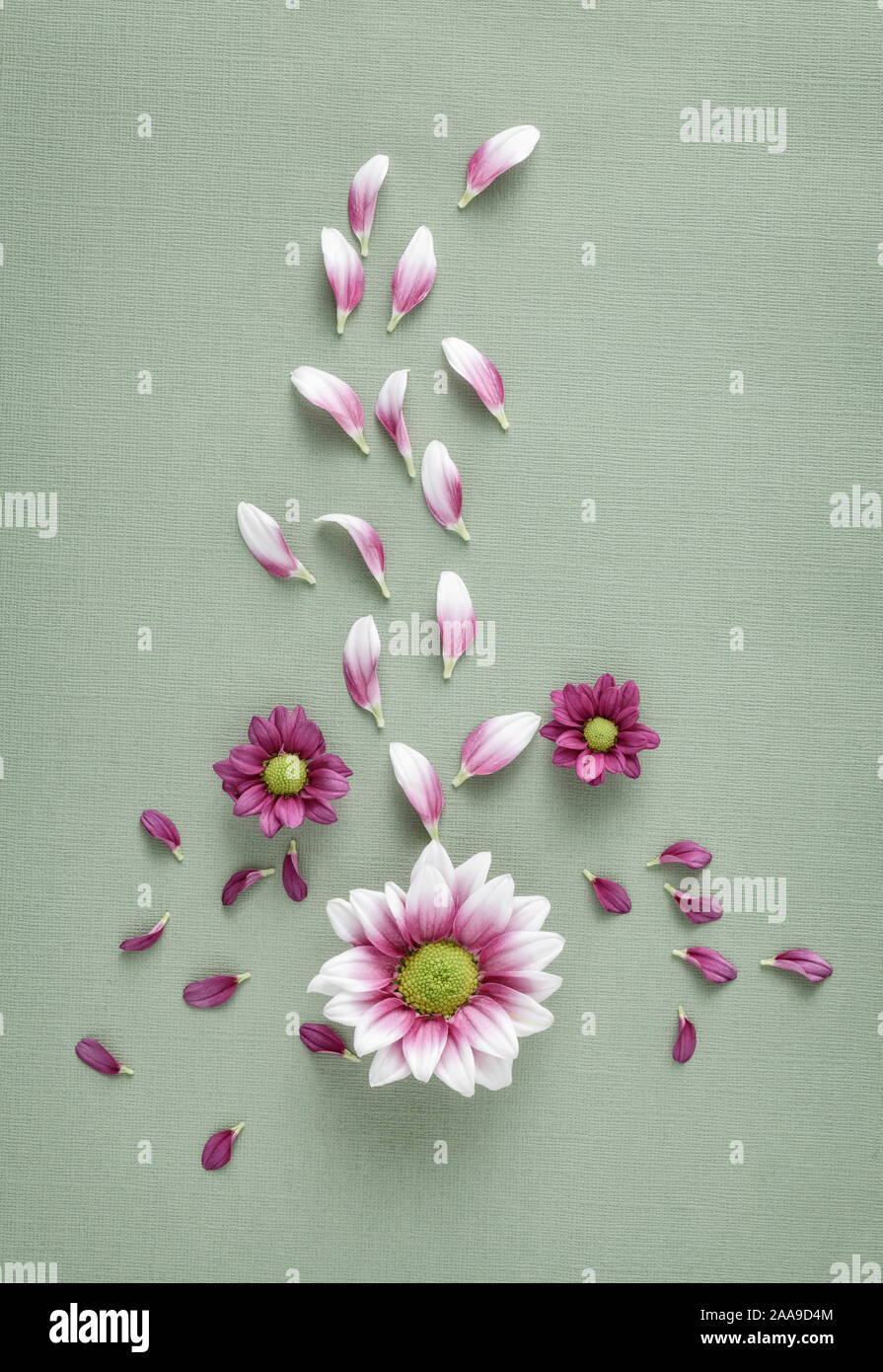 Petali di fiori sparsi immagini e fotografie stock ad alta risoluzione -  Alamy